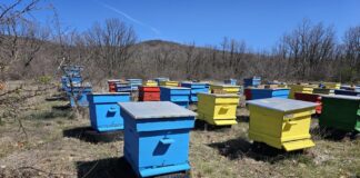 Национален протест на пчеларските организации ще се проведе днес в Добрич
