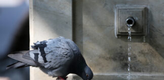 Постоянен мониторинг на качеството на водата и загубите предвижда план за обществените чешми в София