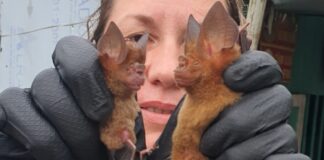 Природонаучният музей в Пловдив кани на лекция и фотографска изложба „Прилепите на Виетнам“