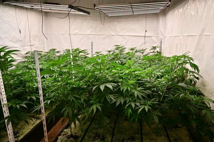 Расте броят на задържаните за престъпления, свързани с наркотични вещества, Расте броят на задържаните за престъпления, свързани с наркотични вещества, съобщиха от прокуратурата