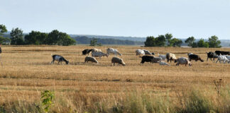 Румъния затваря границата с Унгария за определени стоки и продукти заради огнище на шап