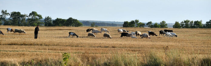 Румъния затваря границата с Унгария за определени стоки и продукти заради огнище на шап