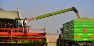 Скромно увеличение на световното производство на пшеница през 2025 г. предвижда ранната прогноза на ФАО