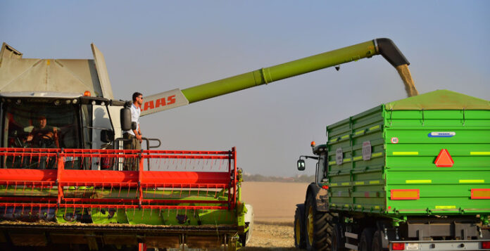 Скромно увеличение на световното производство на пшеница през 2025 г. предвижда ранната прогноза на ФАО