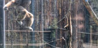 В зоологическата градина в София предстои стрес тест, като подготовка за членство в „Европейска асоциация на зоопарковете и аквариумите“