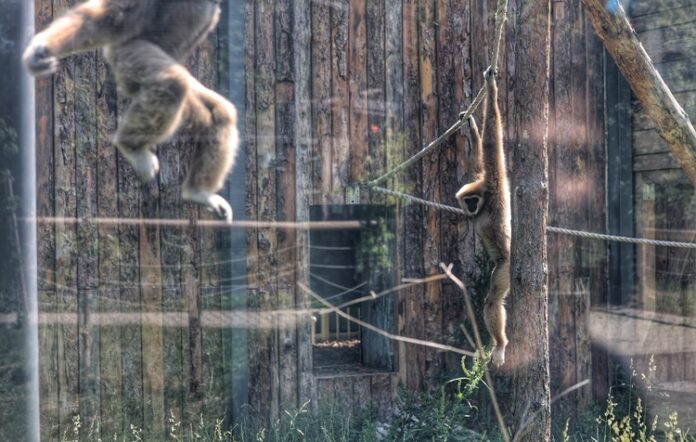 В зоологическата градина в София предстои стрес тест, като подготовка В зоологическата градина в София предстои стрес тест, като подготовка за членство в „Европейска асоциация на зоопарковете и аквариумите“