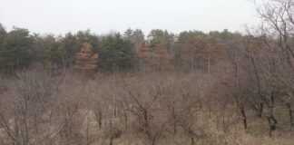 България изостава с възобновяването на горите, а качеството на дървесината се влошава, предупреждават от БКДМП