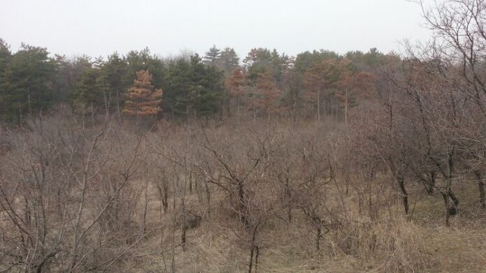 България изостава с възобновяването на горите, а качеството на дървесината се влошава, предупреждават от БКДМП