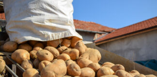 Държавен фонд "Земеделие" отпуска 2 млн. лева на картофопроизводителите за борба с вредителите