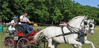 ХИНА: Отглеждането на коне е единственият животновъден сектор в Хърватия, който непрекъснато се разраства
