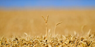 Износът и вносът на селскостопански и хранителни продукти на ЕС достигнаха рекорд през 2024 г., по данни на Еврокомисията