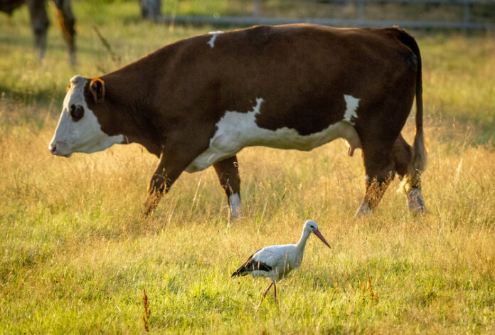 Крава проникна в казарма в Германия