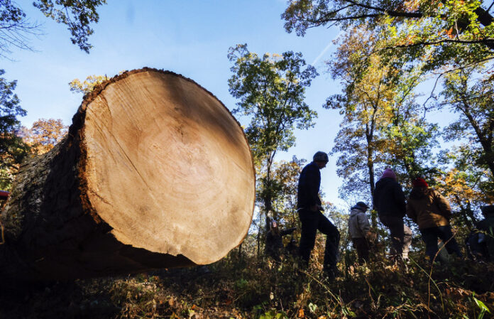 Организация на частни собственици на горски площи във Франция се надига срещу кражбите на дървен материал в страната