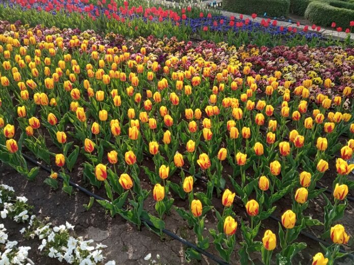 Парадът на лалета в Университетската ботаническа градина в Балчик е в своя пик