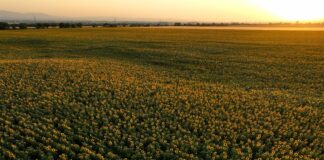 Растежа на котировките на растителното масло компенсира по-ниските цени на пшеницата, царевицата, ориза и захарта през март, отчита ФАО