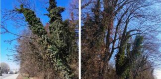 Средните минимално необходими годишни разходи за парк „Врана“ са приблизително 500 000 лв., според Столична община