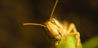 Казинформ: Премиерът на Казахстан нареди засилване на мерките за борба срещу скакалците