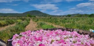 Община Казанлък организира специален транспорт до всички розови градини, в които ще се състои традиционният ритуал „розобер“