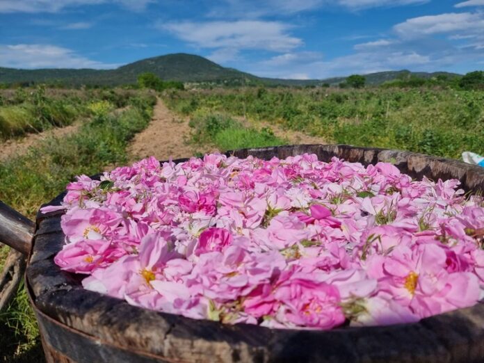Община Казанлък организира специален транспорт до всички розови градини, в които ще се състои традиционният ритуал „розобер“
