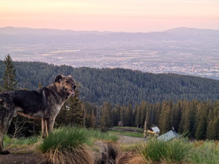 Подходящи са условията за туризъм в по-ниските части на планините, Подходящи са условията за туризъм в по-ниските части на планините, съобщиха от Планинската спасителна служба на БЧК