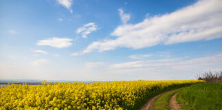 Посевите в Бургаско не са пострадали сериозно от падналата градушка, казаха за БТА от Съюза на зърнопроизводителите
