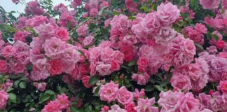 "Градът на розите" в Саудитска Арабия и изкуството да се извличат ароматни вещества от цветята