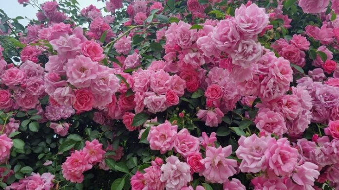 "Градът на розите" в Саудитска Арабия и изкуството да се извличат ароматни вещества от цветята