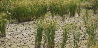 Страната на сушито е изправена пред недостиг и поскъпване на ориза