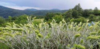 Европейската комисия официално вписа "Странджански билков чай" в Регистъра на географските означения на ЕС