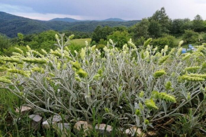 Европейската комисия официално вписа "Странджански билков чай" в Регистъра на географските означения на ЕС