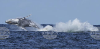 Китове блокират трафика на фериботи в Сидни
