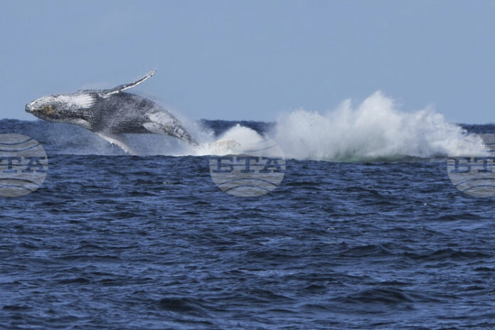 Китове блокират трафика на фериботи в Сидни