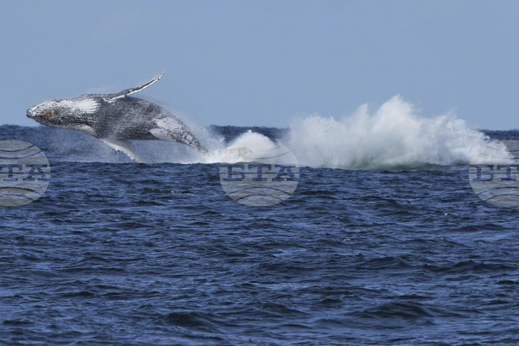 СподелиФериботите не могат да преминат не заради традиционния трафик а