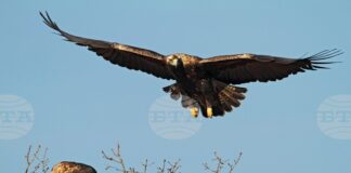 В България гнездят 47 двойки от застрашения царски орел, от Дружеството за защита на птиците определиха това като голям успех