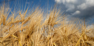 В област Добрич прибират ечемик при среден добив 679,1 кг/дка