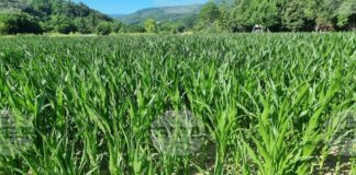 Заради горещините и засушаването пролетниците в Монтанско са в лошо състояние, предупреди организация на зърнопроизводителите