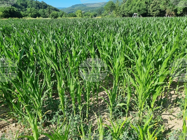 СподелиПоради високите температури и засушаването от началото на месеца пролетниците