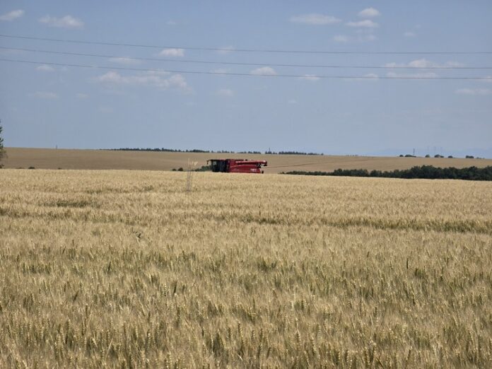 Жътвена кампания 2025 ще бъде официално открита във видинското село Цар Петрово