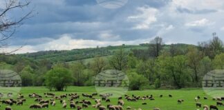 БАБХ прилага допълнителни мерки, насочени към ограничаване на разпространението на шарка по дребните преживни животни в Пловдивска област