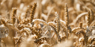 Ечемикът в Ямболско е почти ожънат, прибрана е около 30 процента от пшеницата