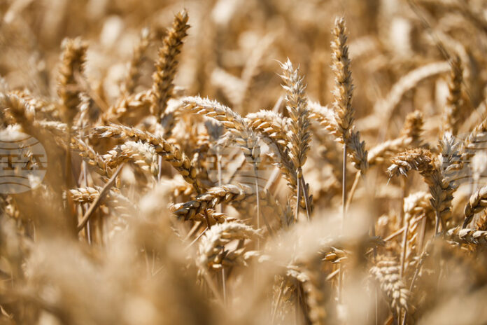 Ечемикът в Ямболско е почти ожънат, прибрана е около 30 процента от пшеницата