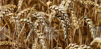 ХИНА: Хърватската земеделска камара подкрепя протеста на фермерите в Брюксел