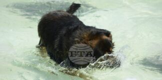 Над 180 акта за нарушения на стопани на домашни кучета са съставени в София от началото на година