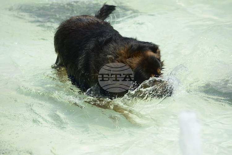 СподелиПрез първата половина на годината Столичният инспекторат усили наблюдението върху
