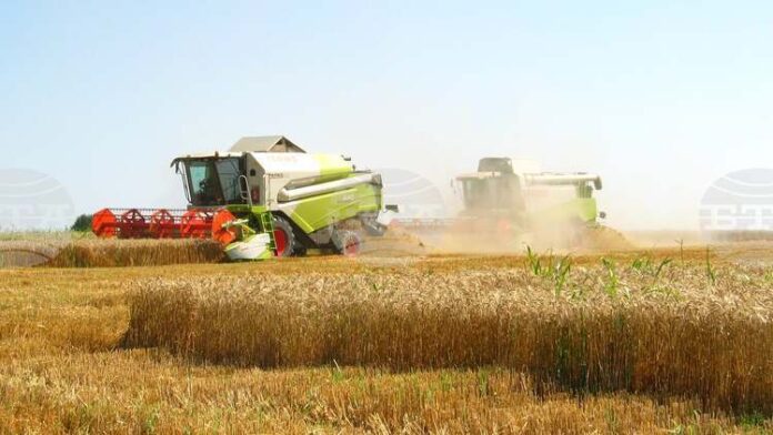 При среден добив между 700 и 750 килограма на декар приключи жътвата за земеделските кооперации в Силистренско