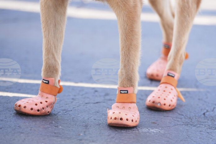 Виена тества нови видове асфалт, който не се нагрява и пропуска вода