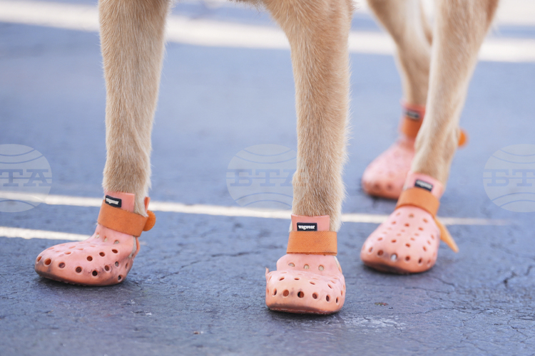 СподелиПрез летните месеци асфалтът бързо достига високи температури което създава