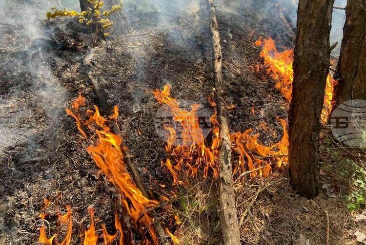 СподелиВоенни от Сухопътните войски са ангажирани в гасенето на пожара