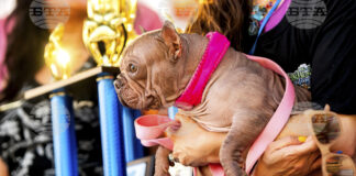 Най-грозното куче