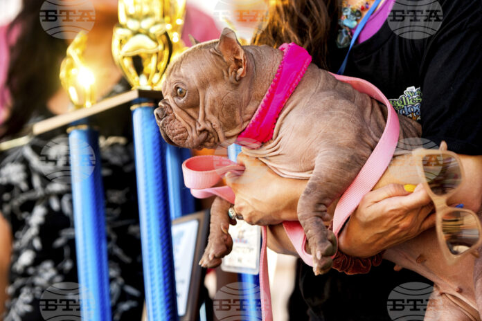 Най-грозното куче